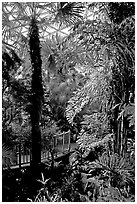Tropical vegetation inside the dome of the Bloedel conservatory, Queen Elizabeth Park. Vancouver, British Columbia, Canada (black and white)