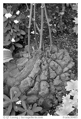 Elephant's foot plant,  Bloedel conservatory, Queen Elizabeth Park. Vancouver, British Columbia, Canada