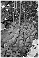 Elephant's foot plant,  Bloedel conservatory, Queen Elizabeth Park. Vancouver, British Columbia, Canada ( black and white)