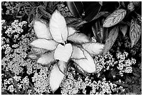 Tropical flowers and plants, Bloedel conservatory, Queen Elizabeth Park. Vancouver, British Columbia, Canada ( black and white)