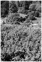 Flowers and sunken garden, Queen Elizabeth Park. Vancouver, British Columbia, Canada ( black and white)