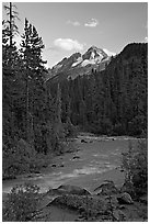 Yoho River, trees, and Cathedral Crags, late afternoon. Yoho National Park, Canadian Rockies, British Columbia, Canada ( black and white)