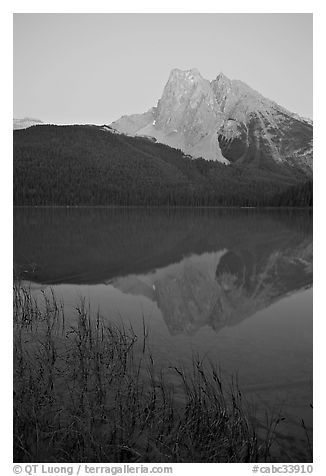 Reeds and Mount Burgess reflected in Emerald Lake, dusk. Yoho National Park, Canadian Rockies, British Columbia, Canada (black and white)