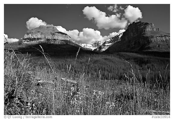 Wildflowers, peaks and Stanley Glacier, afternoon. Kootenay National Park, Canadian Rockies, British Columbia, Canada (black and white)