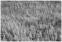 Partly burned forest on hillside. Kootenay National Park, Canadian Rockies, British Columbia, Canada (black and white)