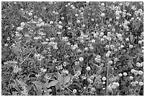 Wildflowers, Marble Canyon. Kootenay National Park, Canadian Rockies, British Columbia, Canada ( black and white)