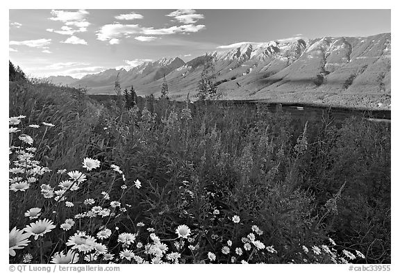 Daisies, fireweed, Mitchell Range and Kootenay Valley, late afternoon. Kootenay National Park, Canadian Rockies, British Columbia, Canada (black and white)