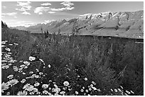 Daisies, fireweed, Mitchell Range and Kootenay Valley, late afternoon. Kootenay National Park, Canadian Rockies, British Columbia, Canada ( black and white)