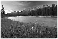Mitchell range, Kootenay River, and flowers, sunset. Kootenay National Park, Canadian Rockies, British Columbia, Canada ( black and white)