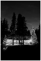Cabin and illuminated Christmas trees at night. Kootenay National Park, Canadian Rockies, British Columbia, Canada ( black and white)