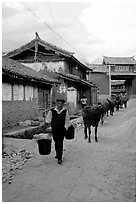 Through village streets with the cows. Baisha, Yunnan, China ( black and white)