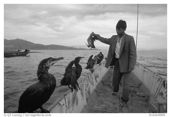 Cormorant fisherman regroups his birds at the end of fishing session. Dali, Yunnan, China