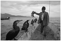 Cormorant fisherman regroups his birds at the end of fishing session. Dali, Yunnan, China ( black and white)