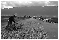Grain layed out on a country road. Dali, Yunnan, China ( black and white)