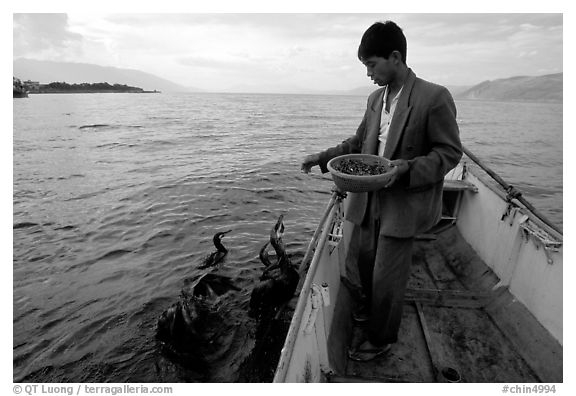 Cormorant fisherman feeds small fish to his birds as a prize for catching large fish. Dali, Yunnan, China