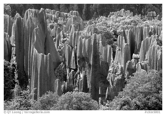 Trees and grey limestone pillars of the Stone Forest, split by rainwater. Shilin, Yunnan, China