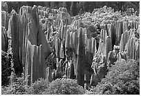 Trees and grey limestone pillars of the Stone Forest, split by rainwater. Shilin, Yunnan, China ( black and white)