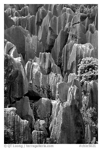 Grey limestone pillars of the Stone Forest. Shilin, Yunnan, China (black and white)