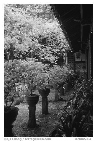 Courtyard of the Wufeng Lou (Five Phoenix Hall) with spring blossoms. Lijiang, Yunnan, China