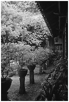 Courtyard of the Wufeng Lou (Five Phoenix Hall) with spring blossoms. Lijiang, Yunnan, China (black and white)