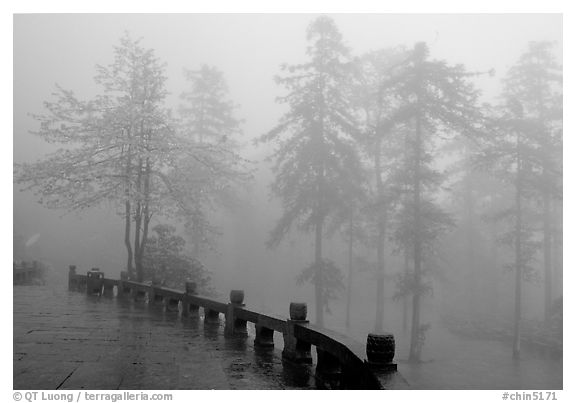 Trees outside Xiangfeng temple in mist. Emei Shan, Sichuan, China
