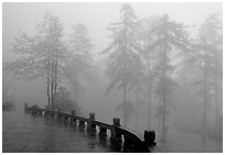 Trees outside Xiangfeng temple in mist. Emei Shan, Sichuan, China (black and white)