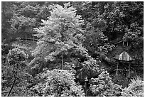 Path and pavillon on steep hillside between Qingyin and Hongchunping. Emei Shan, Sichuan, China ( black and white)