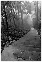 The staircase above Hongchunping. Emei Shan, Sichuan, China (black and white)