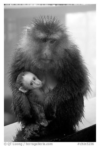 Monkey and baby monkey. Emei Shan, Sichuan, China (black and white)