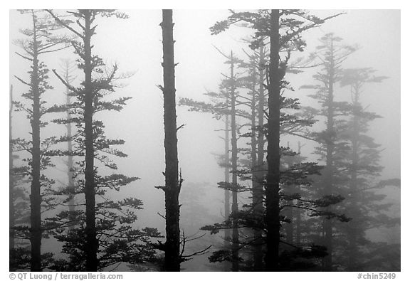 Trees in mist. Emei Shan, Sichuan, China (black and white)