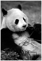 Panda eating bamboo leaves, Giant Panda Breeding Research Base. Chengdu, Sichuan, China (black and white)