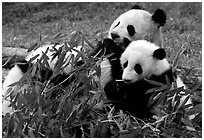 Panda mom and cubs eating bamboo leaves, Giant Panda Breeding Research Base. Chengdu, Sichuan, China (black and white)