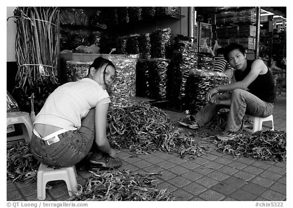 Sorting out dried sea horses. Guangzhou, Guangdong, China (black and white)