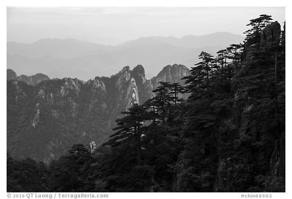 Forest and peaks. Huangshan Mountain, China (black and white)