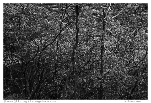 Blooming trees in forest. Huangshan Mountain, China (black and white)