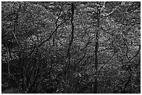 Blooming trees in forest. Huangshan Mountain, China ( black and white)