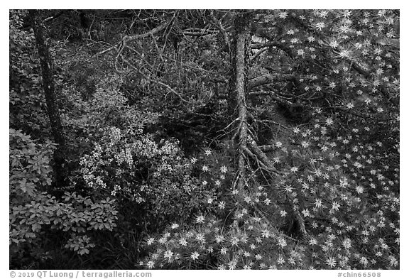 Trees with blooms. Huangshan Mountain, China (black and white)