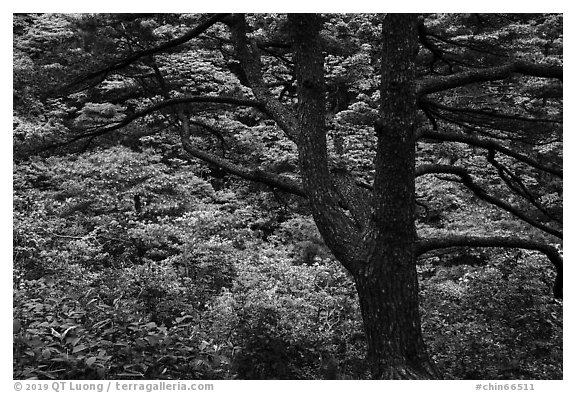 Tree and rhododendrons in bloom. Huangshan Mountain, China (black and white)