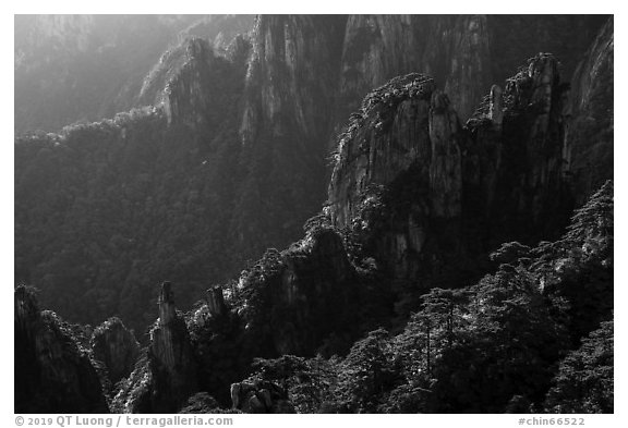 Granite spires with lush vegetation. Huangshan Mountain, China (black and white)