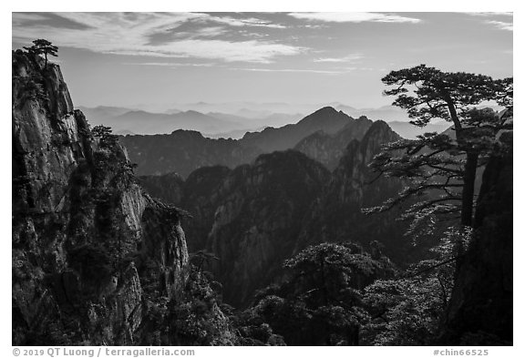 Huangshuan pines on granite peaks. Huangshan Mountain, China (black and white)