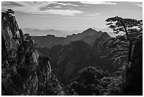 Huangshuan pines on granite peaks. Huangshan Mountain, China ( black and white)