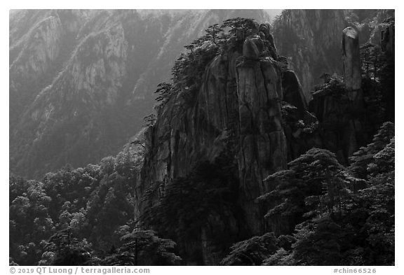 Granite peaks with pines. Huangshan Mountain, China (black and white)