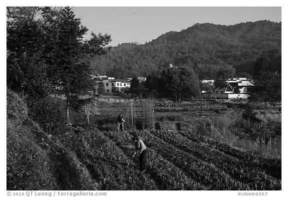 Villagers cultivating fields. Xidi Village, Anhui, China (black and white)