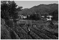 Villagers cultivating fields. Xidi Village, Anhui, China ( black and white)