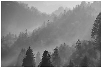 Forested hills with fog. Xidi Village, Anhui, China ( black and white)