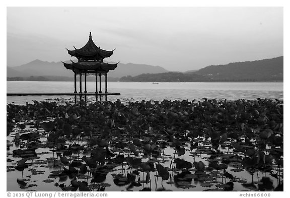 Aquatic plants and Tinwanqishe Pavilion at dawn, West Lake. Hangzhou, China (black and white)