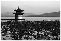 Aquatic plants and Tinwanqishe Pavilion at dawn, West Lake. Hangzhou, China ( black and white)
