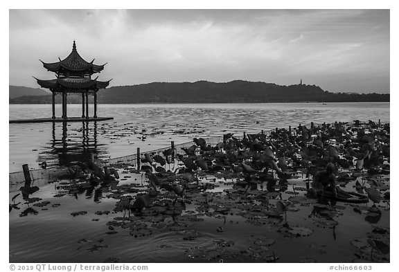 Jixianting and mermaid at sunrise, West Lake. Hangzhou, China (black and white)