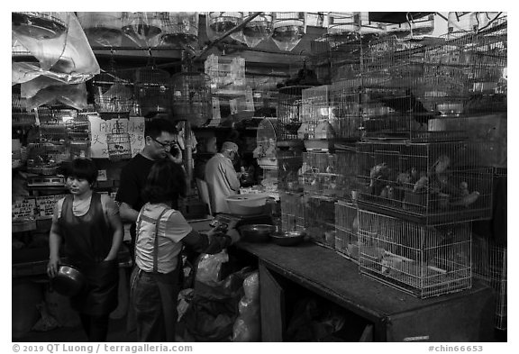 Caged birds for sale at Bird and Insect Market. Shanghai, China (black and white)