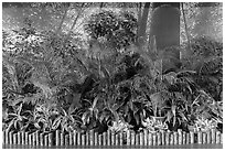 Plants and forest mural photograph, Taoyuan Airport. Taiwan ( black and white)